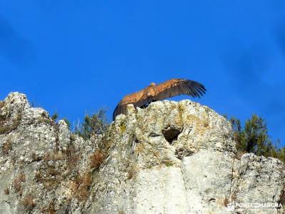 Cañones del Río Lobos y Valderrueda;cascadas del aljibe floración valle del jerte licencia monta?